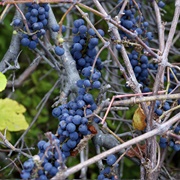 Wild Grape Vine