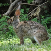 Swamp Rabbit