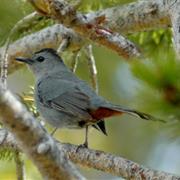 Gray Catbird