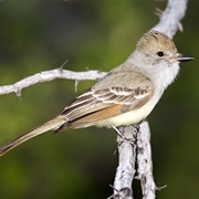 Nutting's Flycatcher