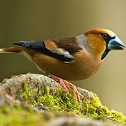 Hawfinch