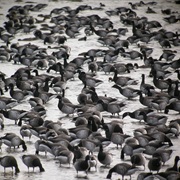 Strangford Lough Marine NR, Northern Ireland
