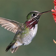 Calliope Hummingbird