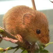 Kondana Soft-Furred Rat