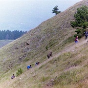 Iva Grass Picking, Bosnia and Herzegovina
