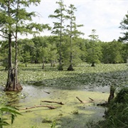 Mathews Brake National Wildlife Refuge
