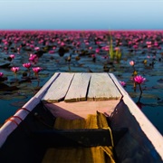 The Red Lotus Sea, Thailand