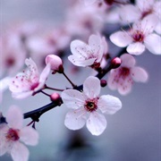 The Smell of Flowers (In Spring)