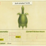 Soft-Shelled Turtle