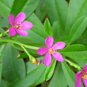 Talinum Portulacifolium