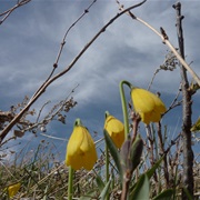 Yellow Fritillary (Fritillaria Pudica)