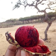 Cardón (Echinopsis Atacamensis)