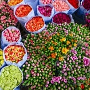 Mong Kok Flower Market