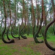 Crooked Forests