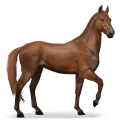 Akhal-Teke - Chestnut
