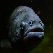 Cross a Piranha Infested River