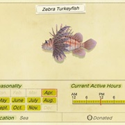 Zebra Turkeyfish