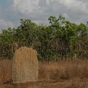 Magnetic Termite Mounds