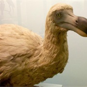 Dodo