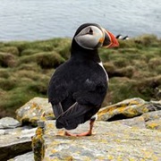 Puffins, Scotland