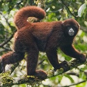 Yellow-Tailed Woolly Monkey