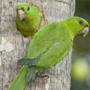 Green Parakeet