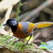 Collared Laughingthrush