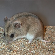 Long-Tailed Dwarf Hamster