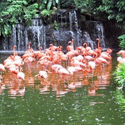 Flamingo Wildlife Habitat, Las Vegas Strip