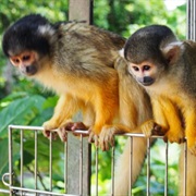 Yaima-Mura, Ishigaki