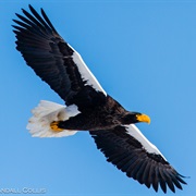 Steller's Sea-Eagle