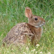 New England Cottontail