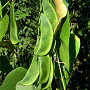 Jack Bean (Canavalia Ensiformis)
