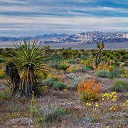 Spring Mountains National Recreation Area