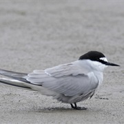 Aleutian Tern