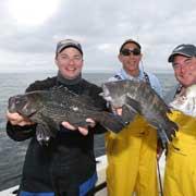 Black Sea Bass