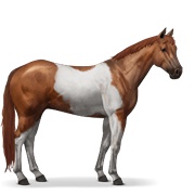 Paint Horse - Chestnut Tobiano