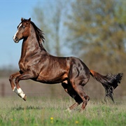 Thoroughbred Horse