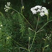 Burnet-Saxifrage (Pimpinella Saxifraga)