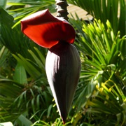 Sir Seewoosagar Ramgoolam Botanical Garden Mauritius
