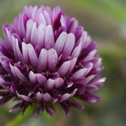 Cows Clover (Trifolium Wormskioldii)