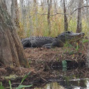 Stephen C. Foster State Park, Georgia