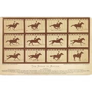 The Horse in Motion - Eadward Muybridge