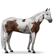 Paint Horse - Dark Bay Tovero