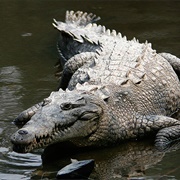 American Crocodile