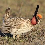 Lesser Prairie-Chicken