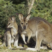 Black-Striped Wallaby