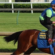 Another Horse Bit the End of His Tail off When He Was Younger