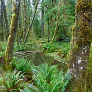 Bogachiel State Park, Washington