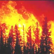 Wildfire